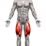 quadriceps